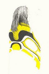 Tlingit Girl with Chilkat Blanket